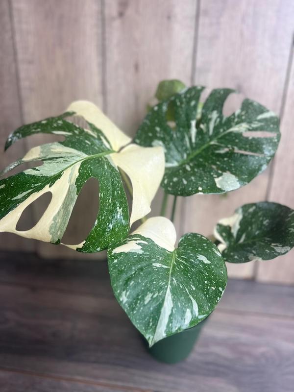 Large, Monstera Thai Constellation' in 6" POT, Thai Con.