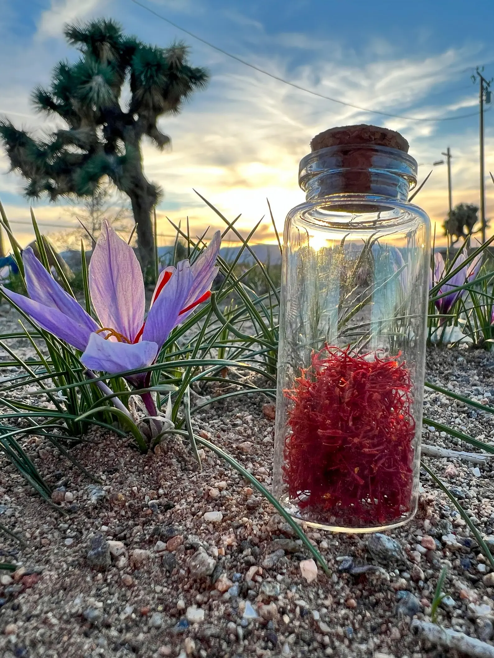 She's Rooted Home Saffron Corms for 2026 Planting - 12 Large Corms Flower Decoration