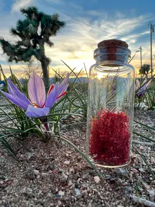 She's Rooted Home Saffron Corms for 2026 Planting - 12 Large Corms