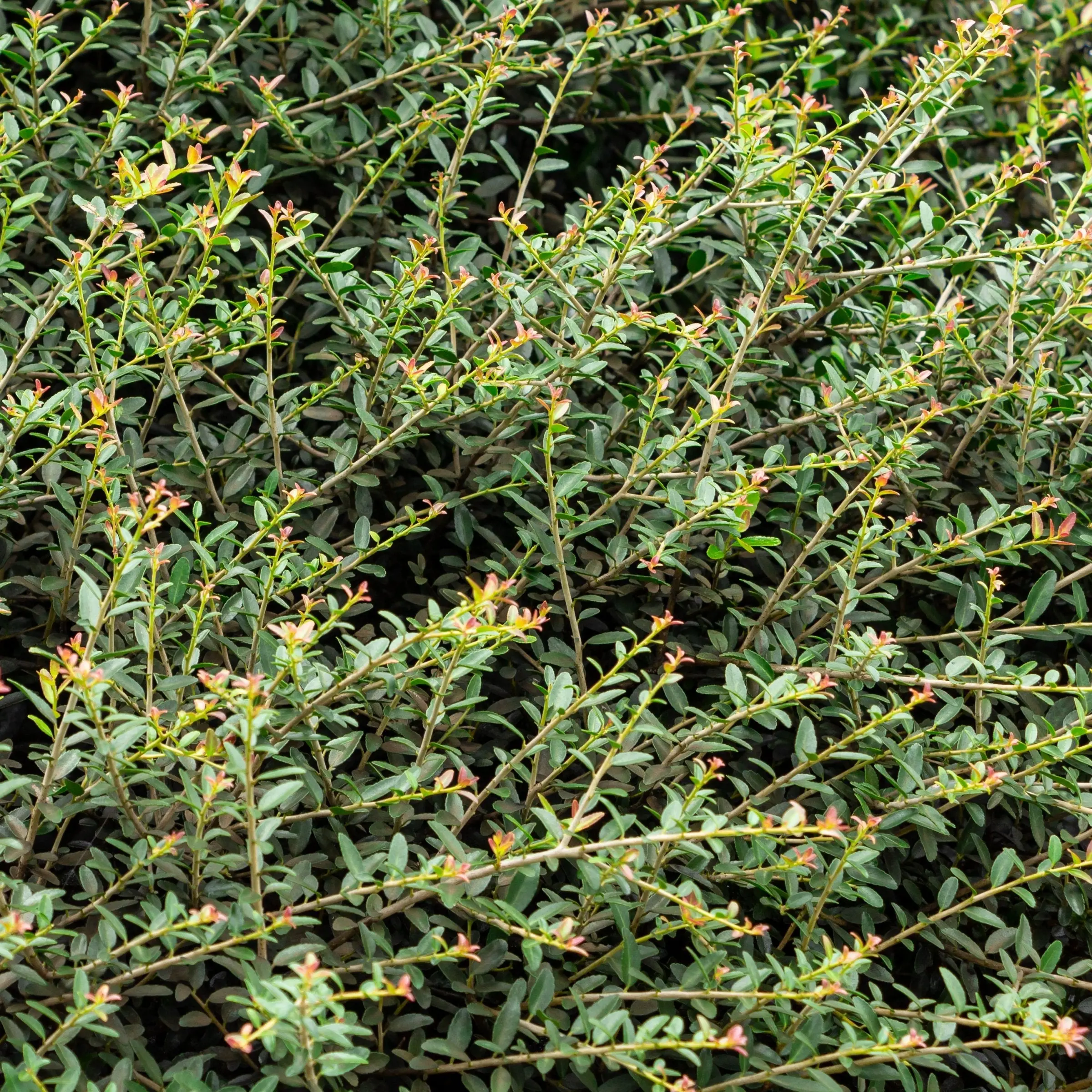 Dwarf Yaupon Shrub, 4" Pot - Hardy Evergreen Garden Plant for Home Landscape Improvement