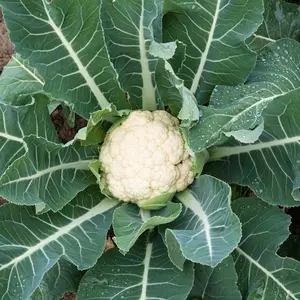 Snowball Self Blanching Cauliflower Seeds, Cool-Season Heirloom Vegetable Seeds Healthy Ingredients Fiber