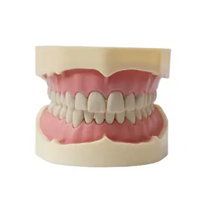 Vitro Exam Simulation Dental Teaching Model