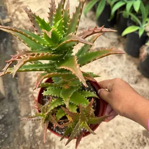 6” aloe Congolensis