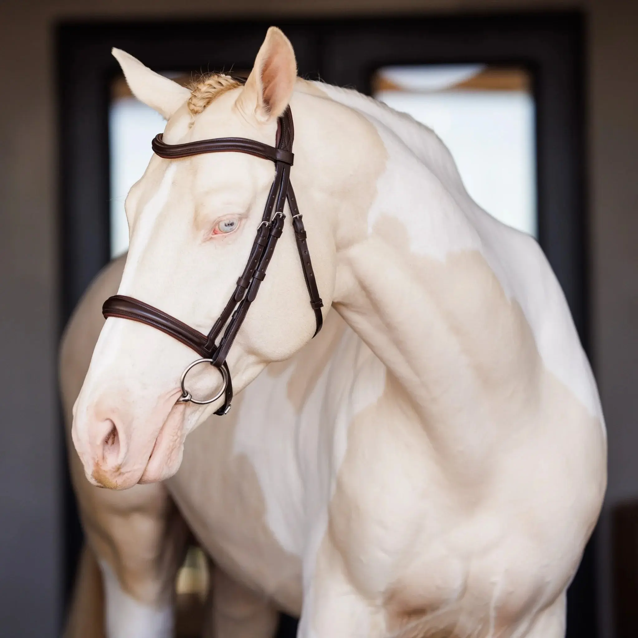 Shires Lusso Raised Padded Leather Bridle - Premium Quality English Equestrian Horse Tack Black / Cob