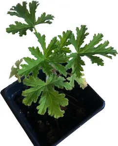 Geranium, Citronella Scented (Pelargonium citrosum 'Citronella') Live Plant in 2.5-inch Pot by Smoke Camp Crafts - ORGANIC