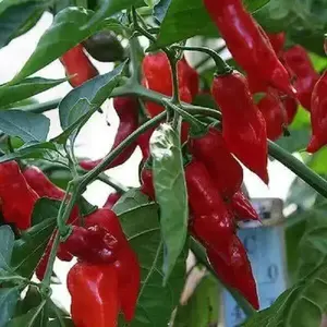 Peppers Seeds  - Aji Norteno , From Peru