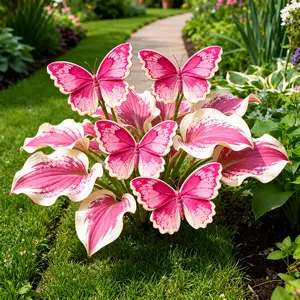 800 Pink Hosta Seeds – Bright Variegated Foliage Seeds for Shade Garden, Backyard Borders & Patio Landscaping
