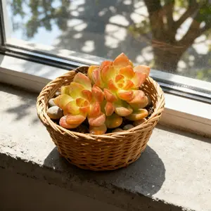 2Inch Sedum adolphi 'Golden Glow' - Yellow-Orange Succulent with Red Edges Perfect for Hanging Baskets
