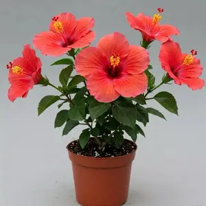 Hibiscus Rosa Sinensis Live Cooperii Red Flowering Outdoor Plant One Gallon