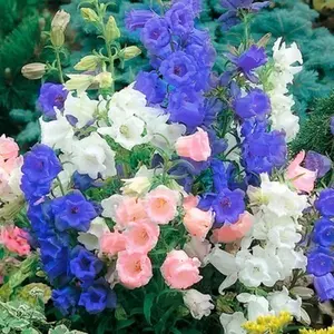 1000+ Pcs  Bellflower Seed for Planting -  Instructions to Plant and Grow in Your Home Flower Garden