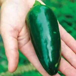 200+ Jalapeno Pepper Seeds for Planting Heirloom Non-GMO Jalapeno Peppers Plant Seeds for Home Garden Vegetables
