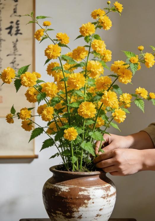 Double Begonia Seeds Non-GMO – Easy-to-Grow Double-Flowered Begonia, Full Layered Blooms, Vibrant Colors, Balcony & Garden Ornamental Plant, Beginner-Friendly Double Begonia Seeds Non-GMO – Easy-to-Grow Double-Flowered Begonia, Full Layered Blooms, Vibrant Colors, Balcony & Garden Ornamental Plant, Beginner-Friendly