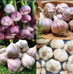 1 Pound Mixed Garlic Bulbs for Planting Heirloom Hardneck Garlic Tubers - Ideal for Growing Garlic Plants