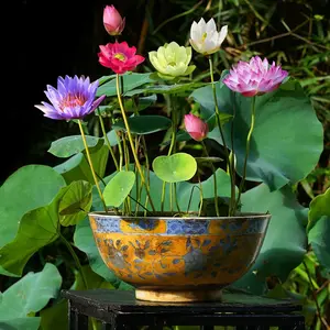 40 Pack Mixed Color Bonsai Bowl Lotus Seeds-Exotic Water Lily Flower Plant Seeds for Ornamental Pond and Home Planting,Non-GMO Aquatic Seeds,for Ornamental Ponds&Home Planting-Easy to Plant,All Seasons,Open Mouth Bowl Variety