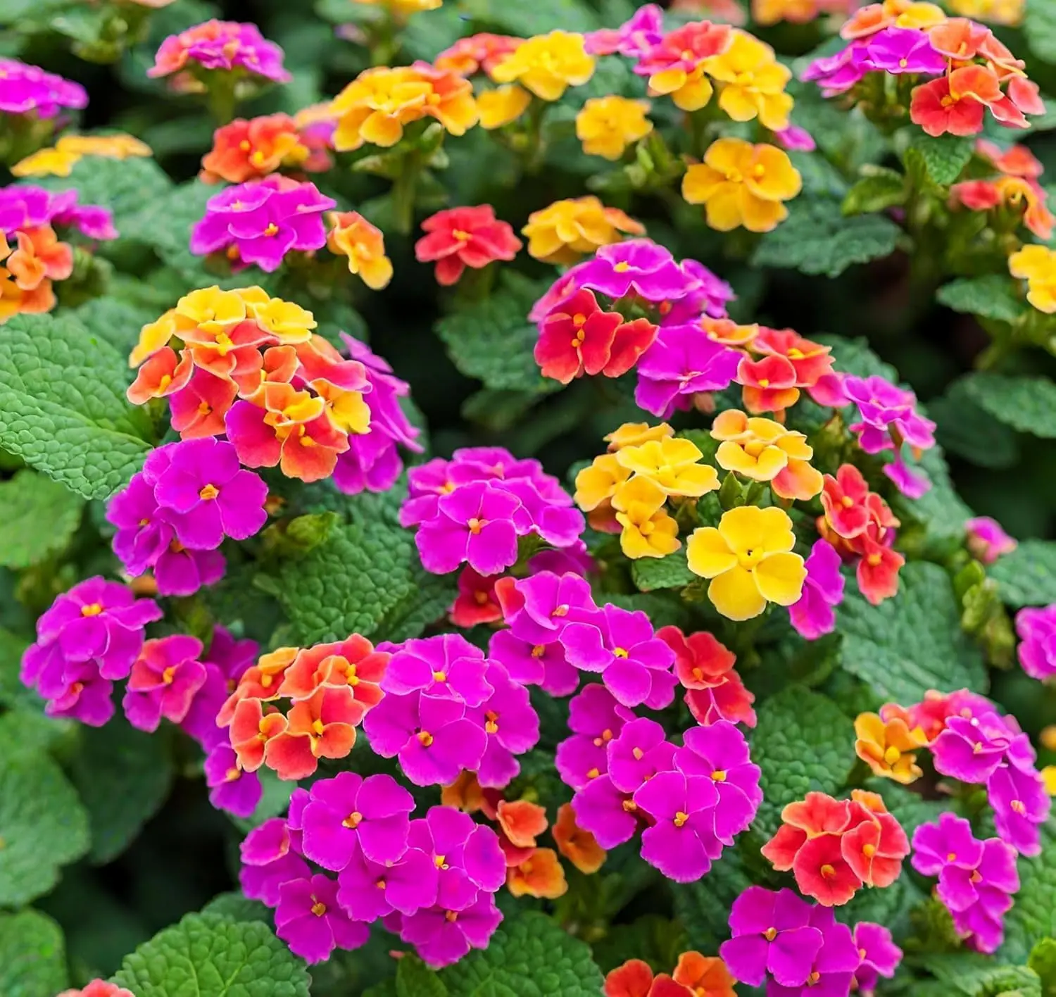 Lantana Flower Seeds Colorful Perennial Seeds Drought Tolerant Easy to Grow & Long Blooming Attracts Butterflies & Hummingbirds