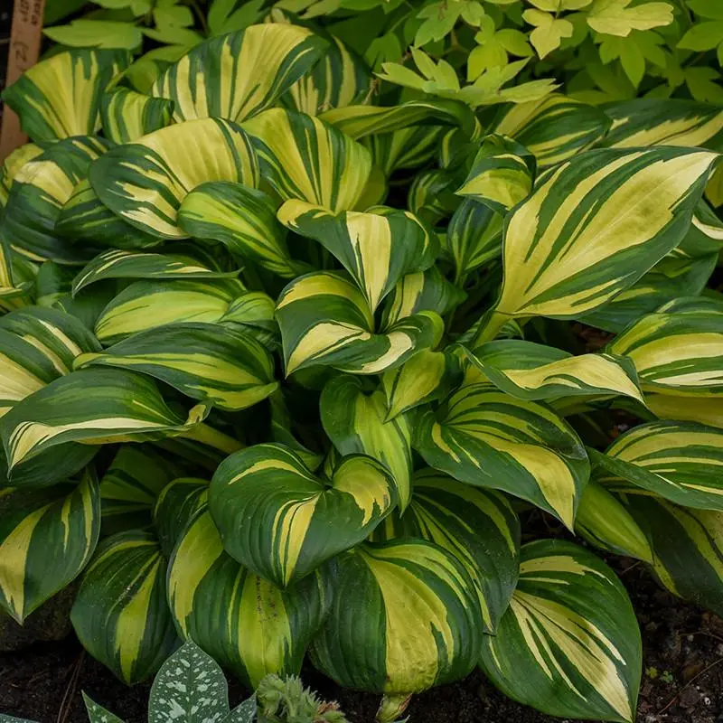 Rainbow's End Hosta