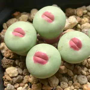 Rare 300pcs Red Lip Succulent Seeds – Exotic & Fun Succulent Variety, Great for Pots and Gifts
