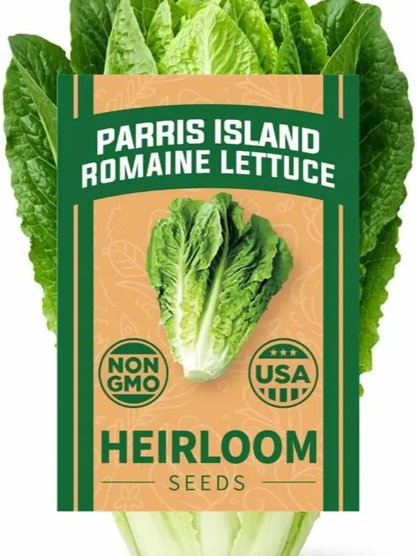 Romaine Lettuce Vegetable Seeds Parris Island Variety Heirloom Lettuce Seeds For Home Garden Planting Crunchy Crisp Heads Hydroponic Indoor Outdoor Growing