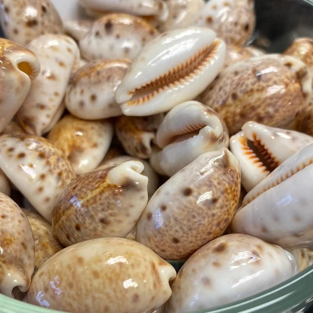 Natural Cowry Shell - Sacred Symbol of Prosperity Protection & Divine Feminine Energy for Creative Projects & Spiritual Practices Gemstone Decor Home Ornament