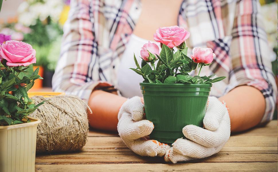 Mix Dwarf Bonsai Fruit Tree Seeds for Planting, 50+ Lemon Tree Seeds 50+ Cherry Tree Seeds 50+ Orange Tree Seeds 50+ Apple Seeds, 4 Variety Individual Packs, Organic Heirloom Fruit Seeds Mix Dwarf Bonsai Fruit Tree Seeds for Planting, 50+ Lemon Tree Seeds 50+ Cherry Tree Seeds 50+ Orange Tree Seeds 50+ Apple Seeds, 4 Variety Individual Packs, Organic Heirloom Fruit Seeds