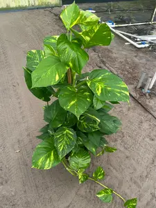 Pothos Hawaiian Golden 8” Totem Potted Live Plant - Epipremnum Aureum - Large Leaf Variegation - Golden-Yellow Marbling - Tropical Houseplant - Vining Greenery - Easy Care - Fast Growing - Heart Shaped Leaves - Indoor Jungle - Statement Vine