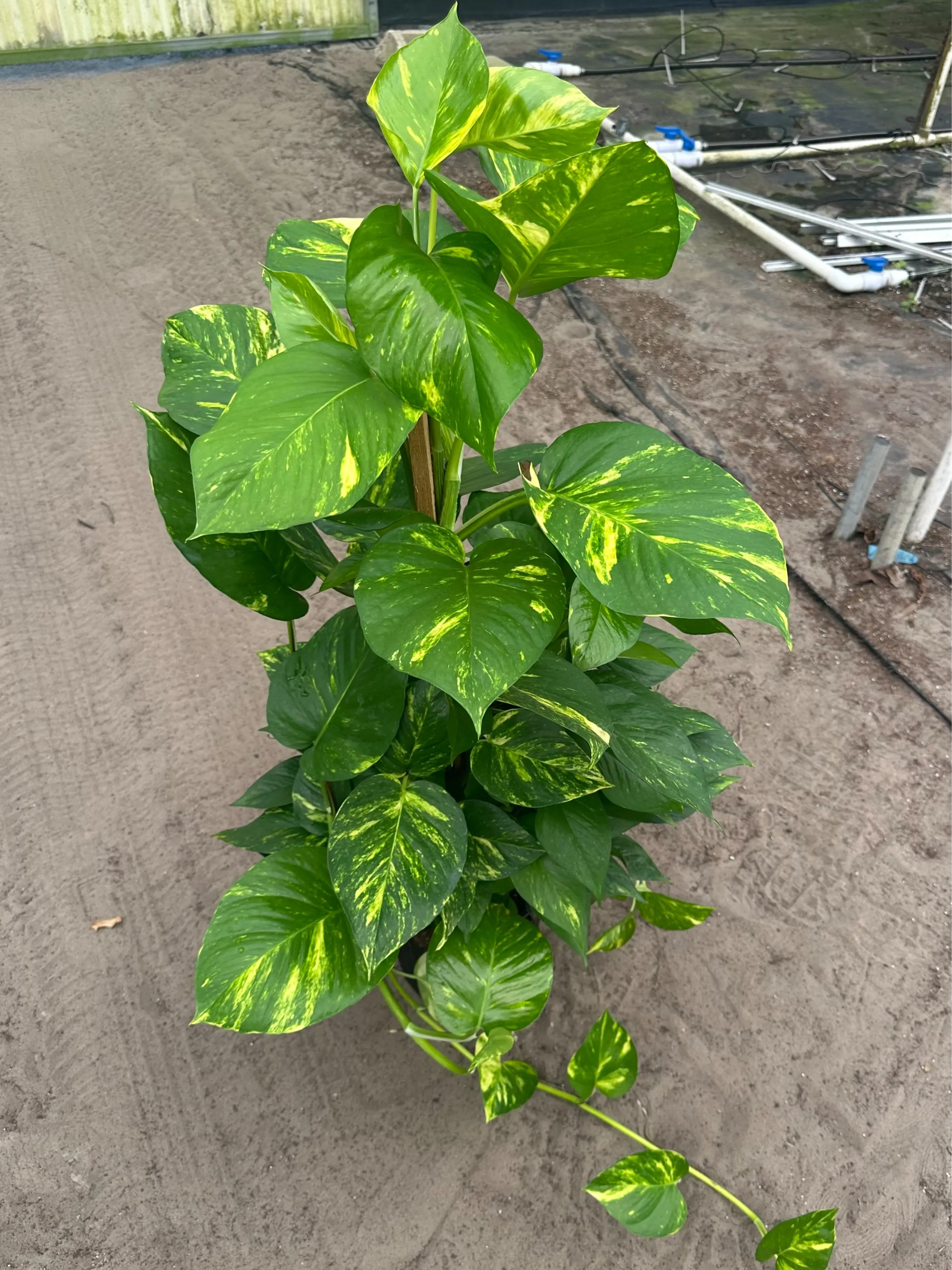 Pothos Hawaiian Golden 8” Totem Potted Live Plant - Epipremnum Aureum - Large Leaf Variegation - Golden-Yellow Marbling - Tropical Houseplant - Vining Greenery - Easy Care - Fast Growing - Heart Shaped Leaves - Indoor Jungle - Statement Vine