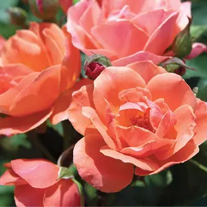 Coral Knock Out Rose