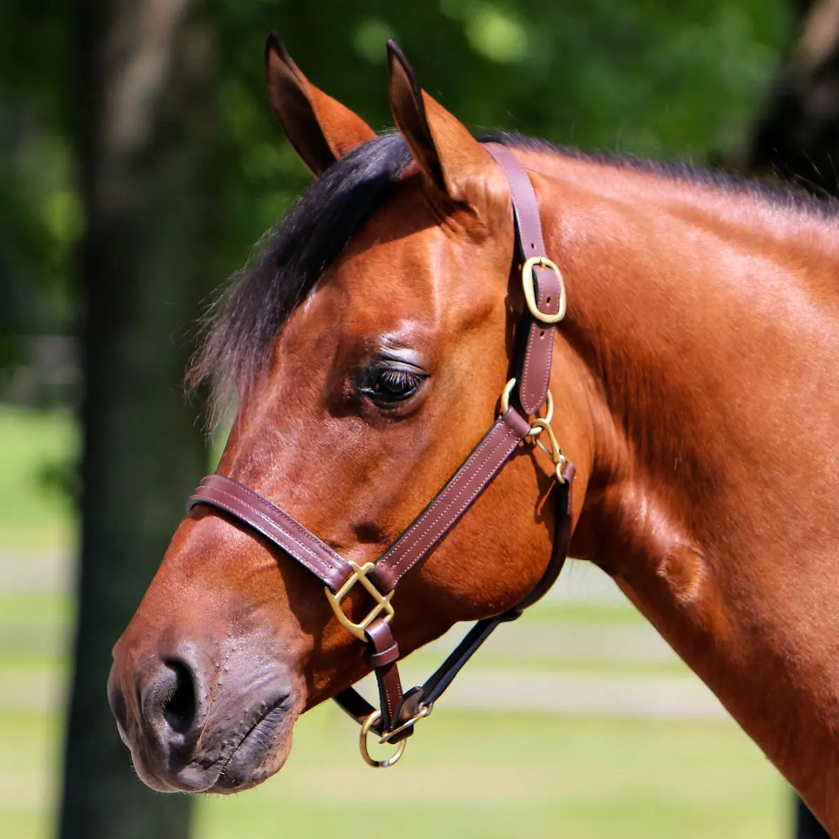 Premier Belmont Leather Halter