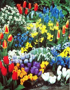 Complete Spring Flower Bulb Garden - 50 Bulbs for 50 Days of Continuous Blooms (Spring Color from March Through June) - Easy to Grow Fall Planting Bulbs