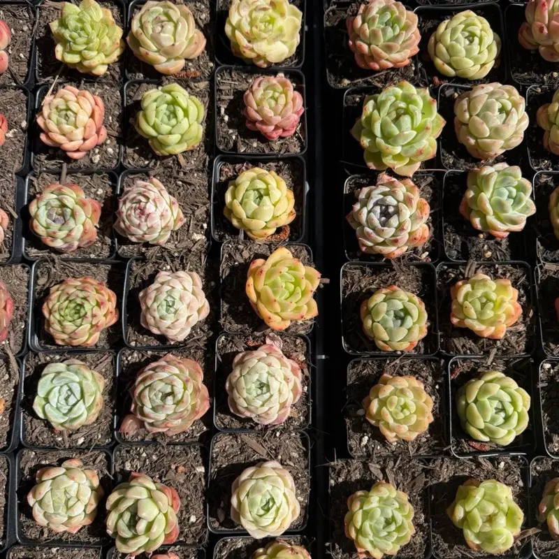 Hybrid Echeveria Single Head (around 1''-2'')- Bare Root Succulents - Terra Tales