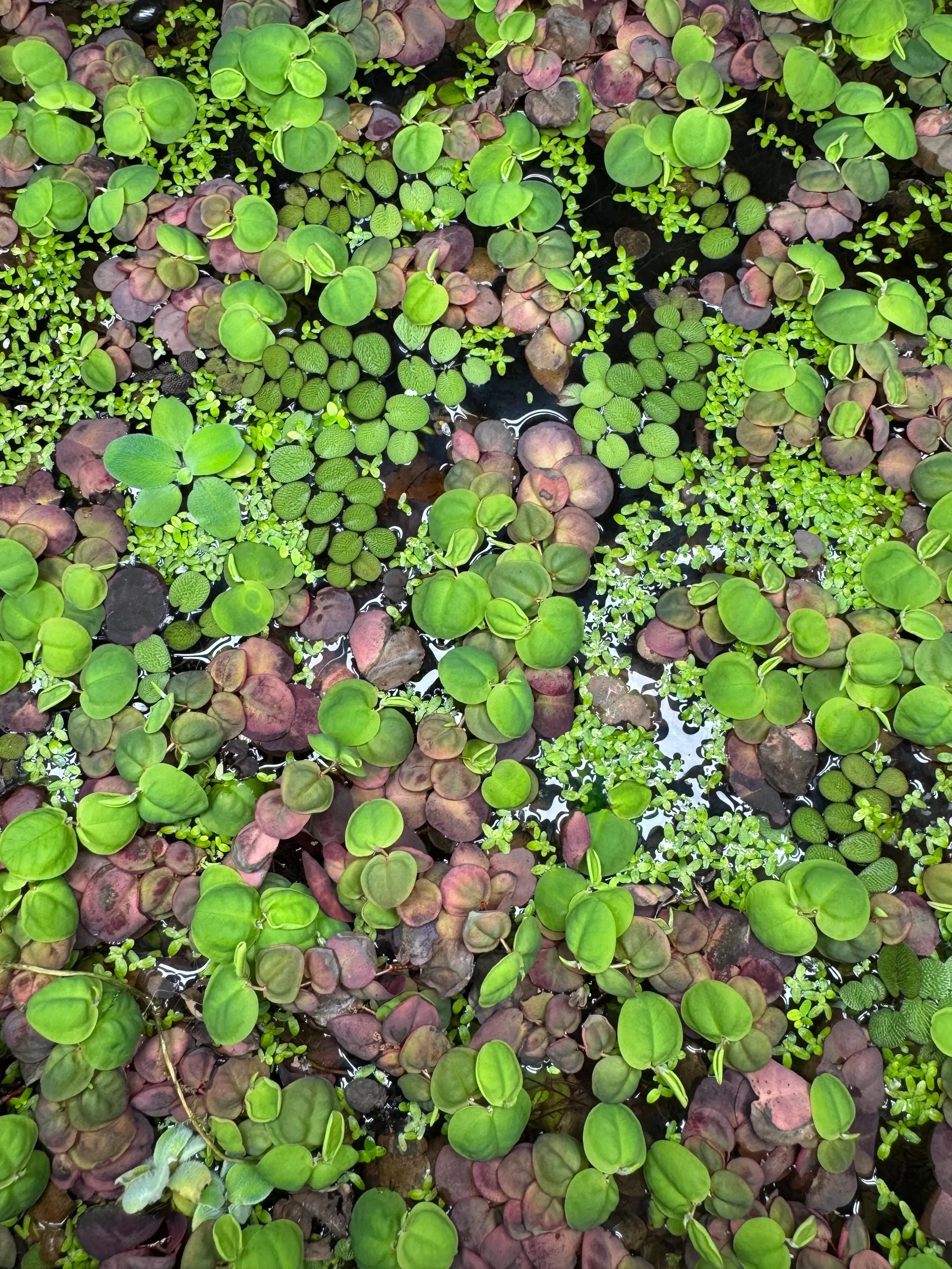 Floating Plant Mix – Red Root Floater, Salvinia, Duckweed Floating Plant Mix – Red Root Floater, Salvinia, Duckweed