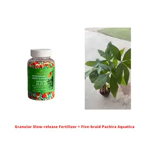 E02+LZ01  Money Tree Indoor Plant & Fertilizer Bundle | Decorative Houseplant Care Kit