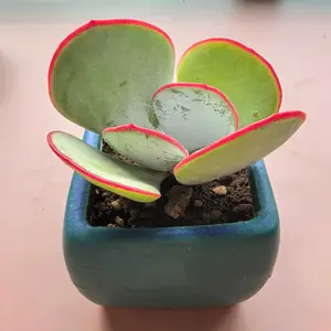 Cotyledon Orbiculata ‘Hakubi’ Live Succulent 1.5in  Colorful Easy-Care Plant | Bare Root | Beginner Friendly | Home & Garden Decor Gift