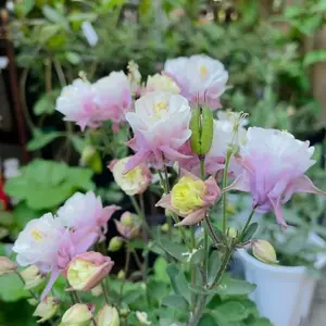1000 Pink & White Double Columbine Flower Seeds – Romantic Blooms for Cottage & Pollinator Gardens