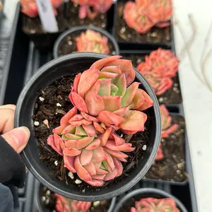 Echeveria ‘Luella’ small cluster (around 3'')- Bare Root Succulents - Terra Tales