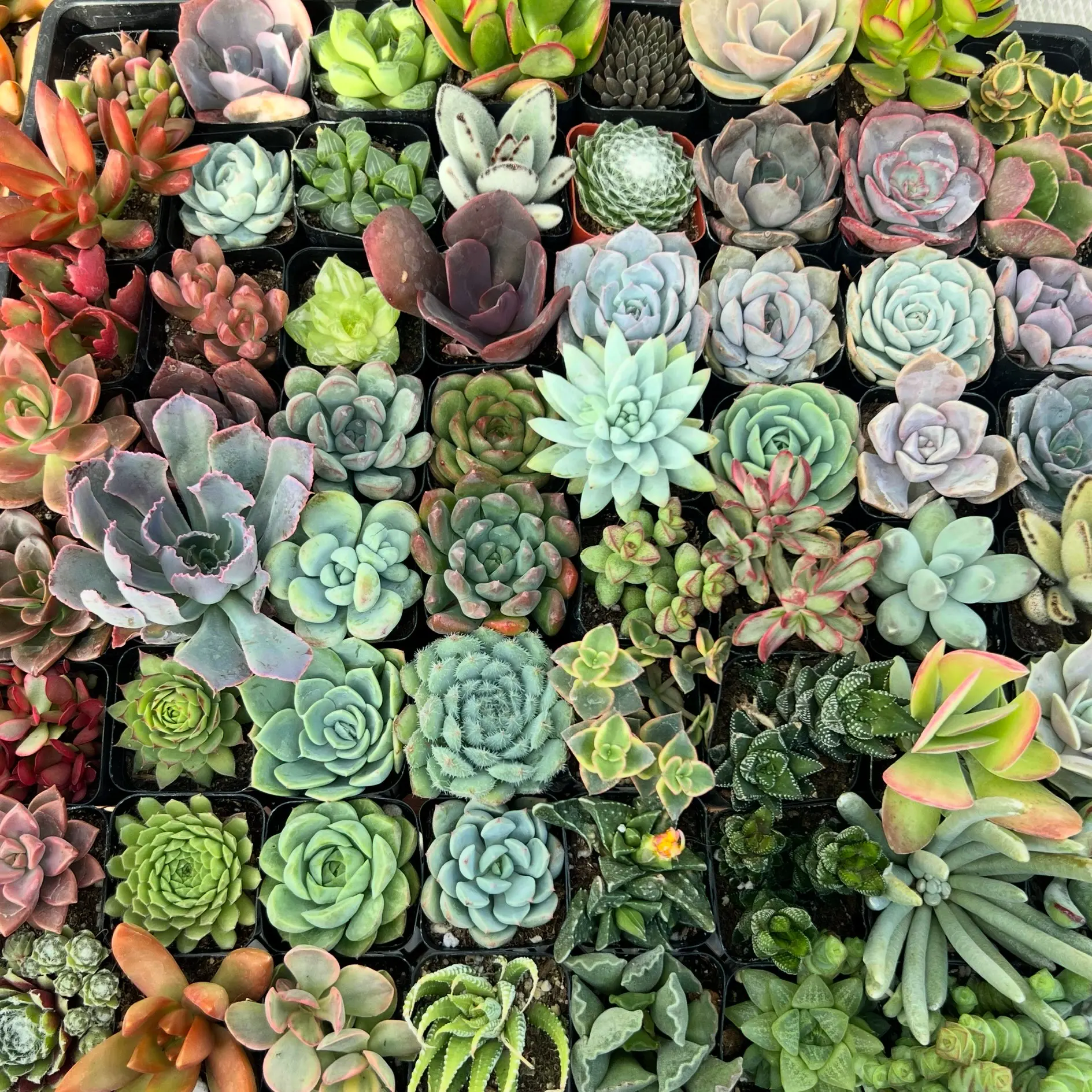 2" Succulent Giveaway