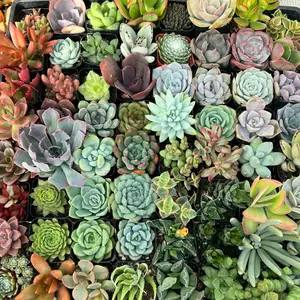 2" Succulent Giveaway