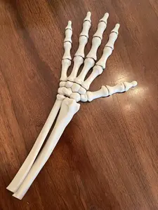 Articulating Skeleton Forearm and Hand
