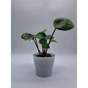 Watermelon peperomia