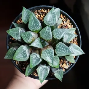 Living zodiac pineapple stone grass succulent plant for home office and small space decoration