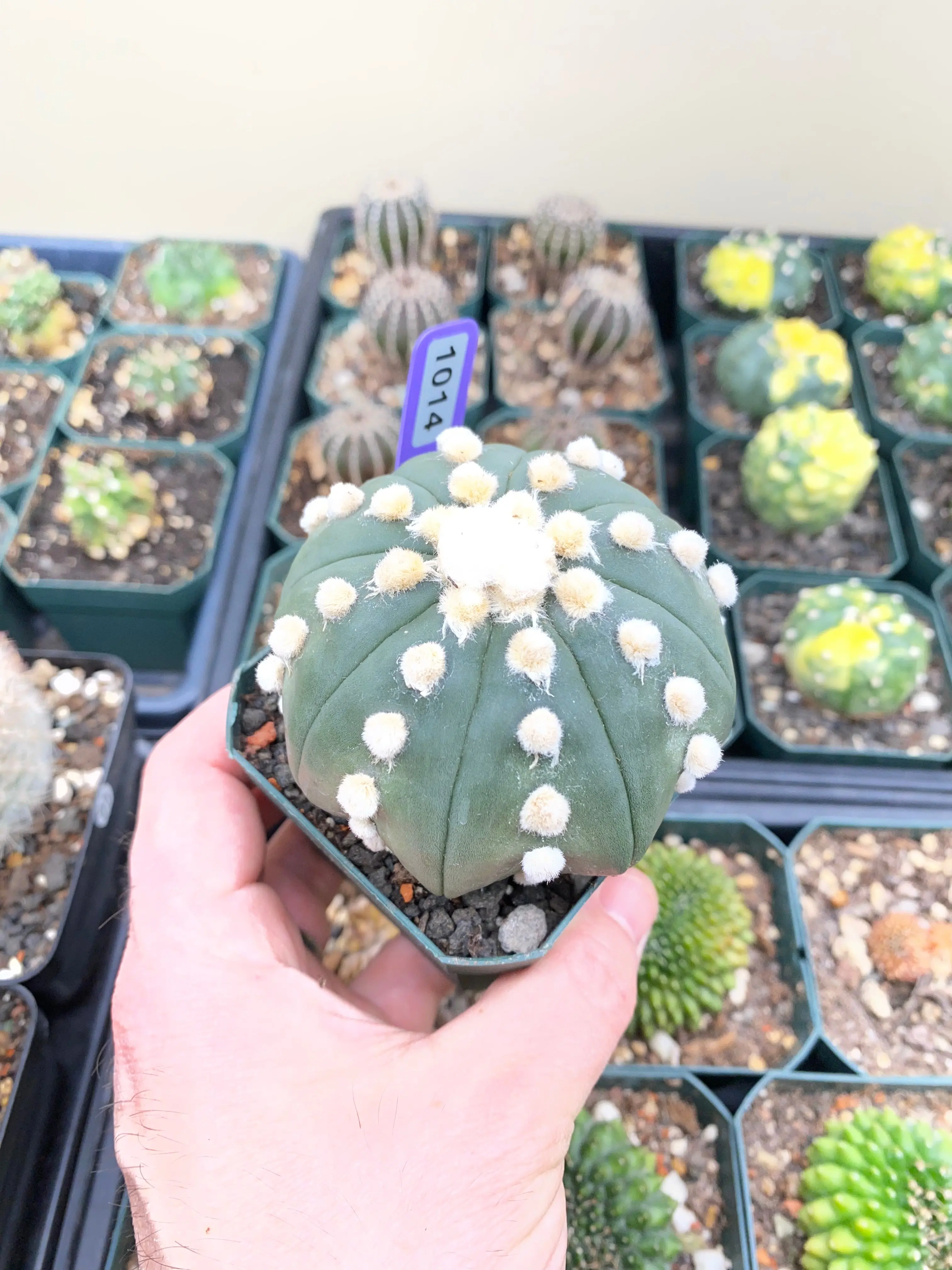 Astrophytum Asterias cv. Oooibo Cactus - 1014
