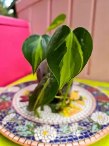 Brasil Philodendron Starter Plant, Philodendron hederaceum 'Brasil', Low Maintenance Indoor Houseplant
