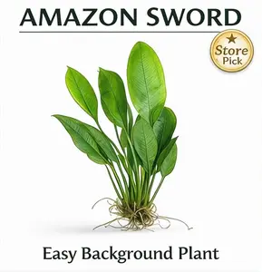 Amazon Sword Live Aquarium Plant – Store Pick Freshwater Plant, Easy Beginner Plant for Betta Fish, Shrimp & Planted Tanks