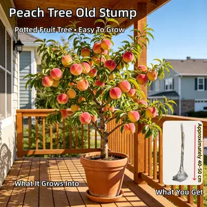 Peach Tree Live Plant, Dwarf Peach Tree Dormant for Planting, Sweet Fruit Bearing Potted Plant for Home Garden Outdoor (1-2 FT)