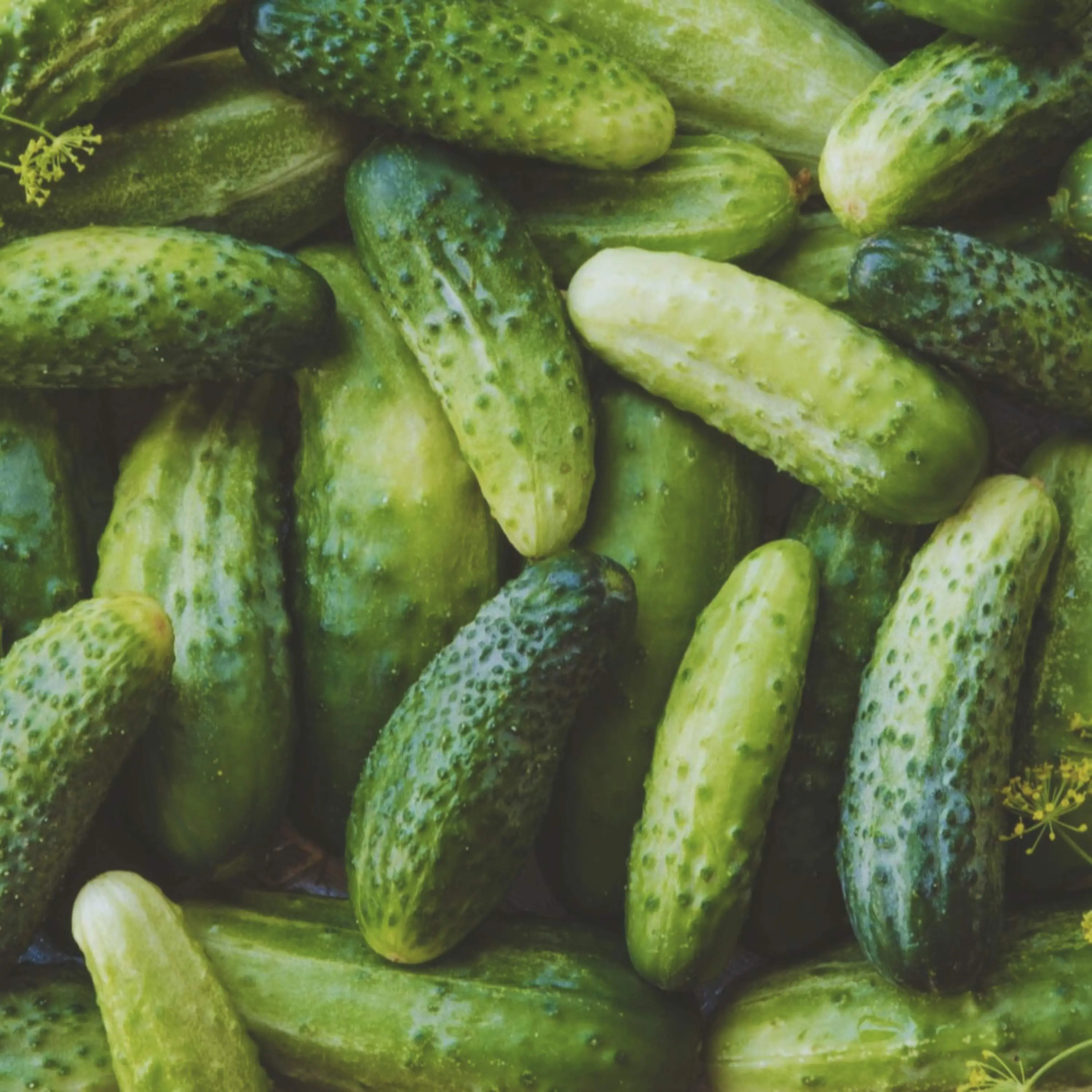 Heirloom Boston Pickling Cucumber Seeds - Organic and Regenerative Gardening Seeds
