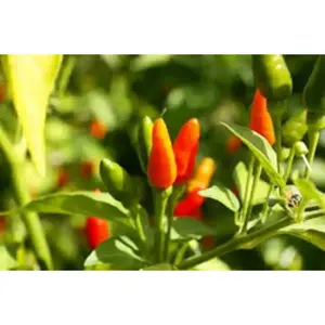 Jamaican Bird PEPPER , Live Plant, Very hot