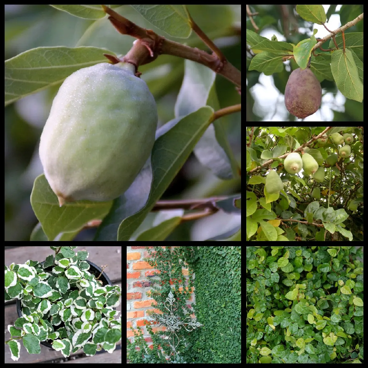 Amazing Ficus Pumila Variegata Creeping Fig Vine Starter Plant Rooted & Established