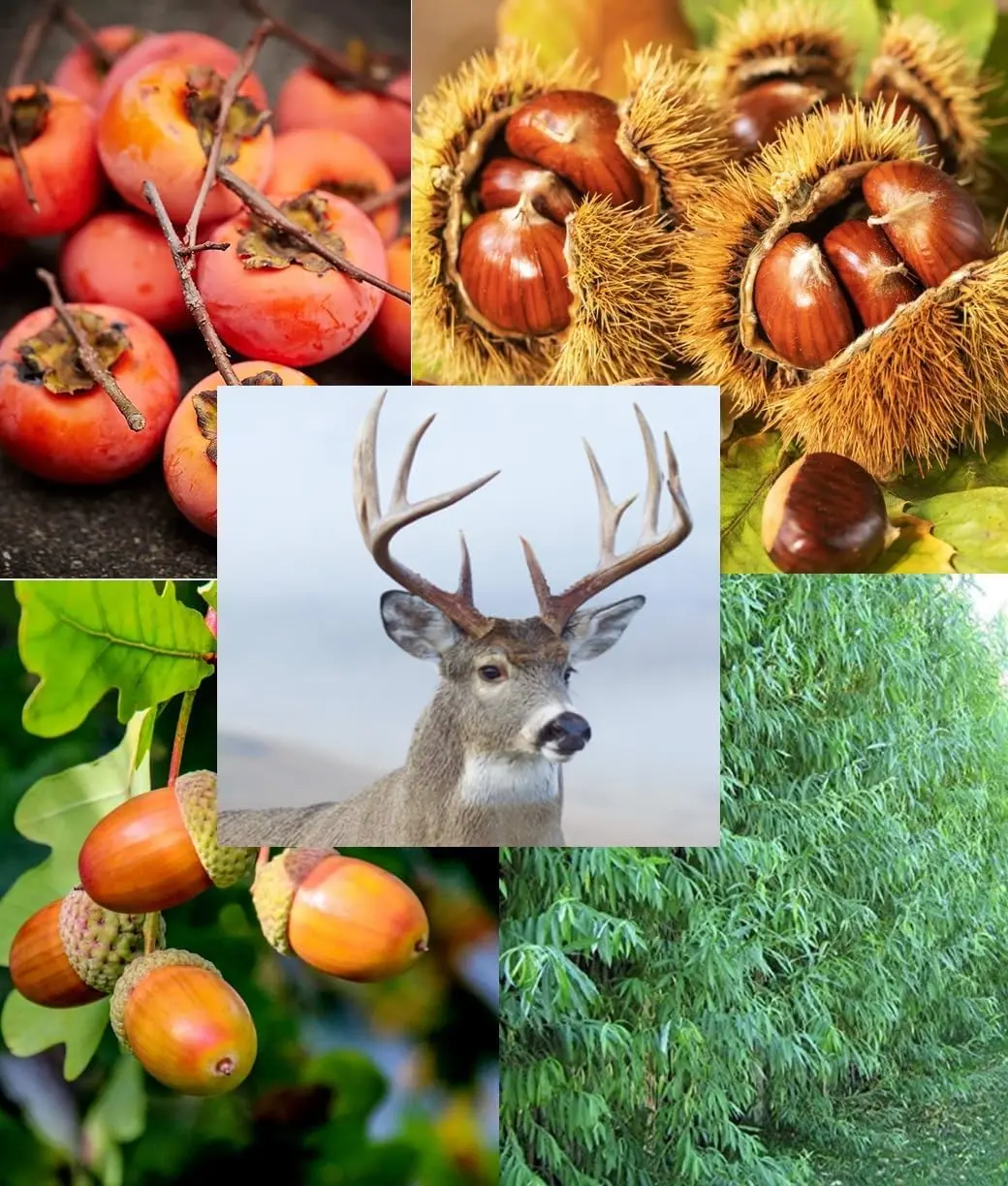 Big Buck Hunter Deer Attractant Tree Package - 5 Chestnut Seedlings, 5 Persimmons Seedlings, 5 White Oak Seedlings, 20 Hybrid Willow Cuttings - 35 Total Trees to Grow and Attract Whitetail Deer