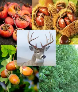 Big Buck Hunter Deer Attractant Tree Package - 5 Chestnut Seedlings, 5 Persimmons Seedlings, 5 White Oak Seedlings, 20 Hybrid Willow Cuttings - 35 Total Trees to Grow and Attract Whitetail Deer