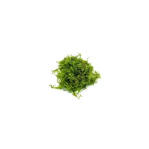 Christmas Moss